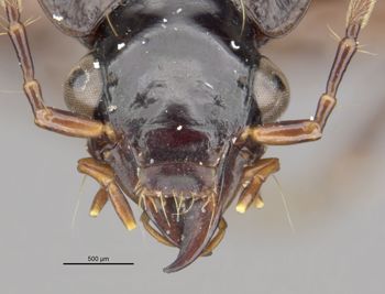 Media type: image;   Entomology 28605 Aspect: head frontal view